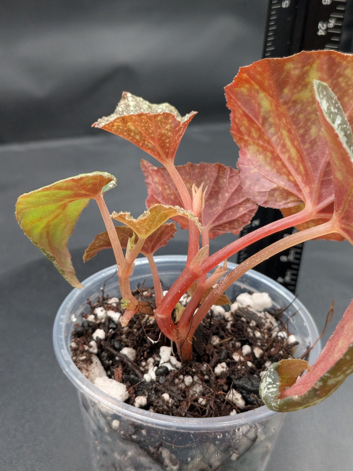 🪴Begonia ‘Moona’-Begonia curtisii ‘Galaxy’x begonia variabilis- Rooted Plant