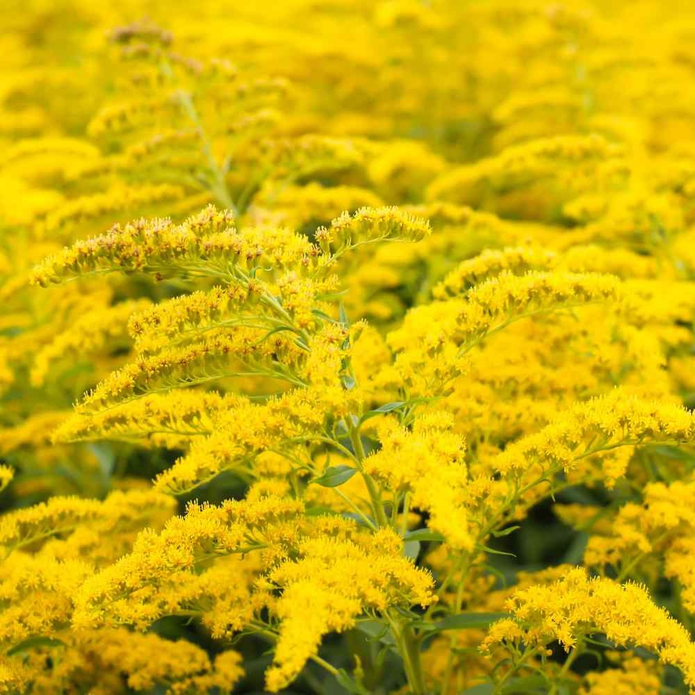 10000 Seeds Yellow Solidago Seeds For Planting – Goldenrod Flower Seed