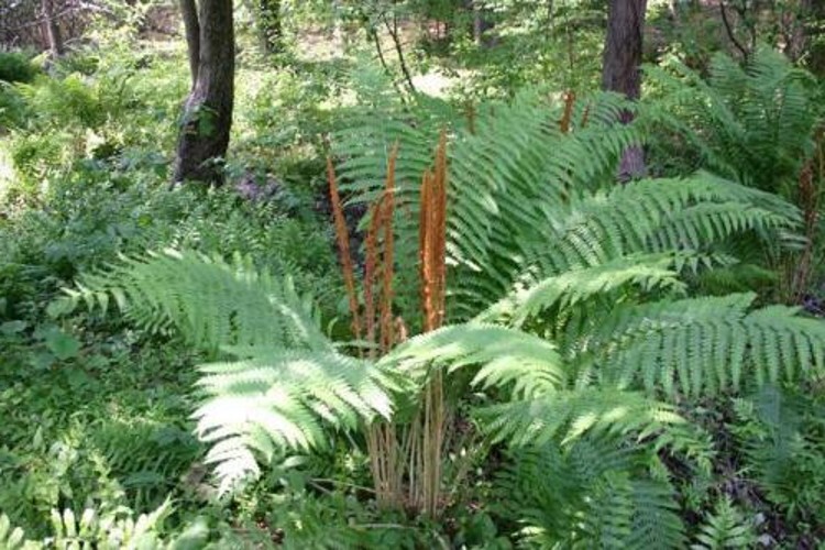 Cinnamons Cinnamomeums Fern Osmundastrum Blue Green Long Fronds 20 Rhizome Roots