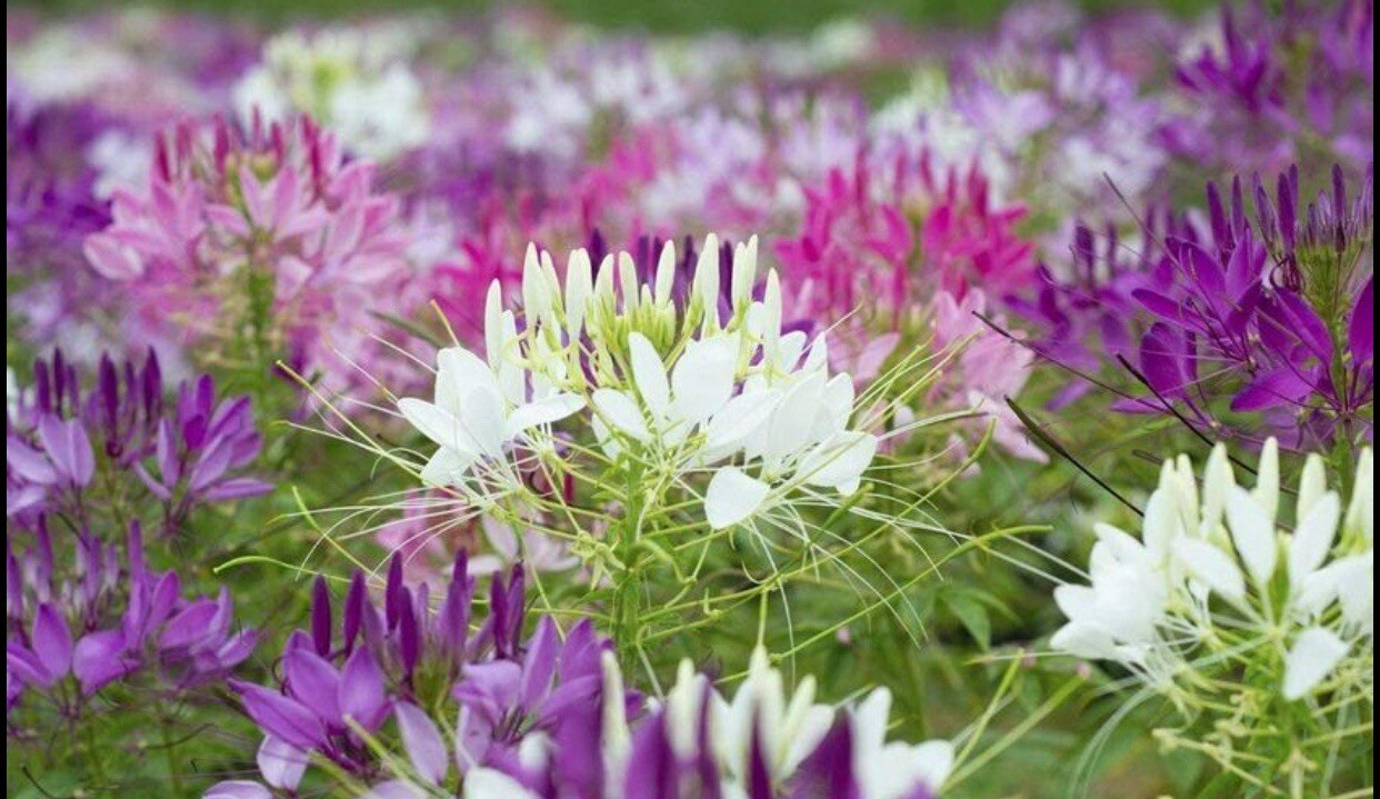 200+ SEEDS CLEOME Hassleriana MIXED COLORS Spider Plant FALL PLANTING