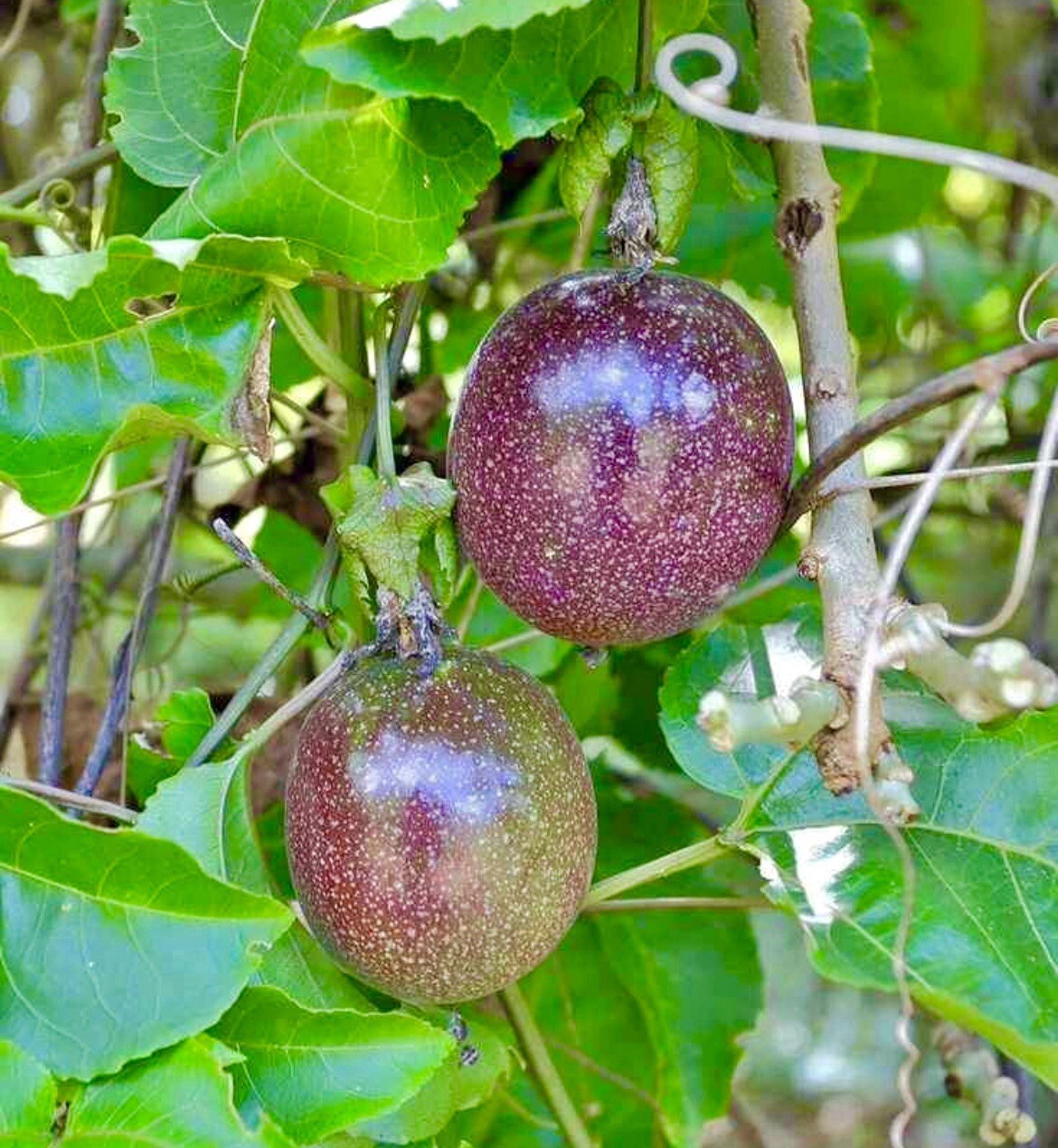 Passion Fruit Maracuya Parcha Passiflora Edulis 35 semillas