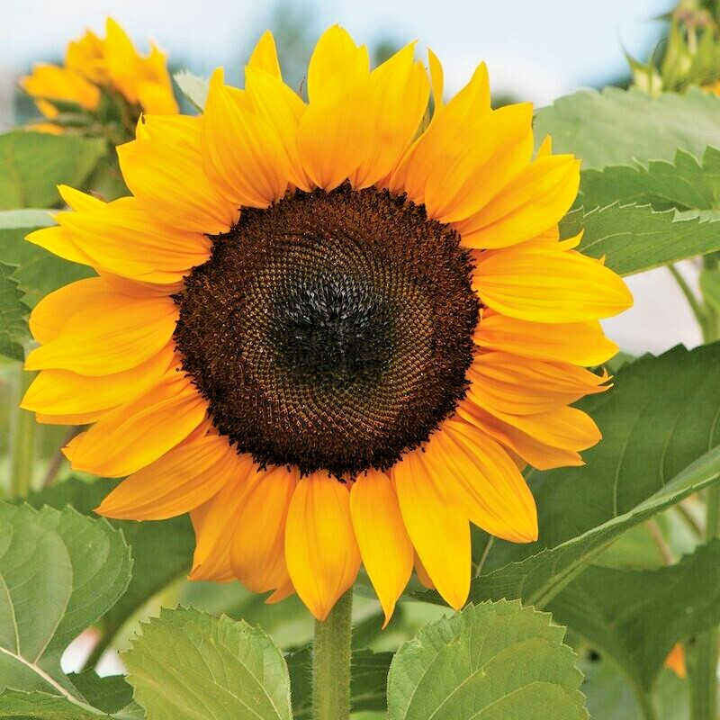 20 PROCUT ORANGE SUNFLOWER SEEDS – Helianthus annuus
