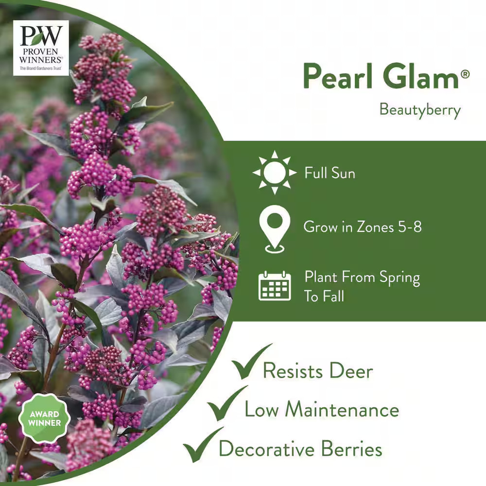 4.5 In. Qt. Pearl Glam Beautyberry Bush (Callicarpa) Live Shrub, Dark Purple Fol