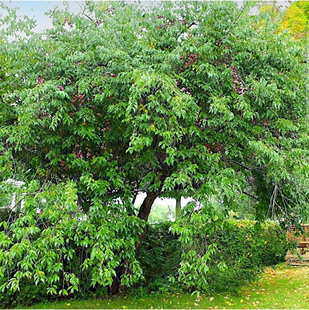 10 AMERICAN PLUM TREE SEEDS (Prunus americana) Fast Flower Plant Hardy-Zone 3