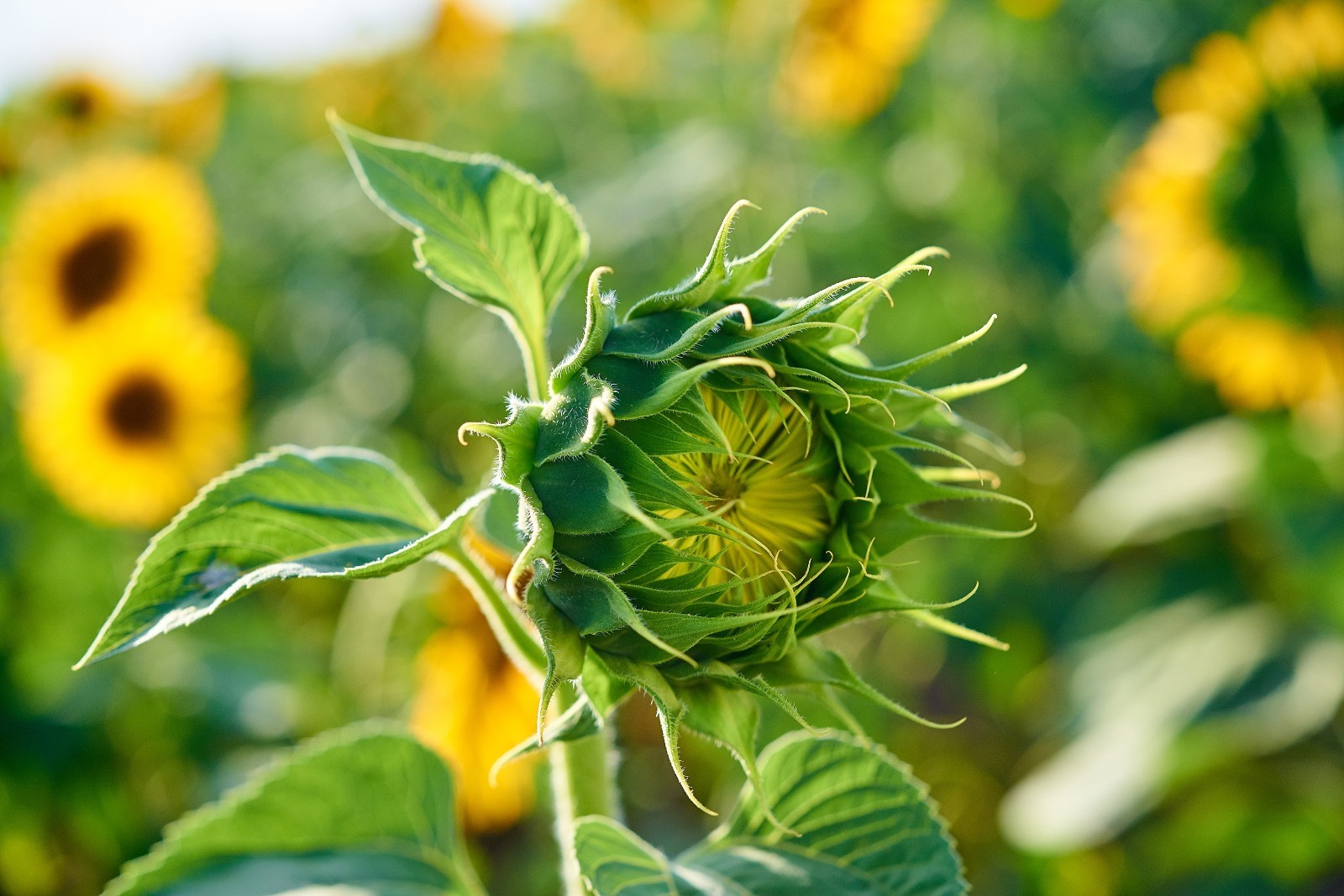 Giant Sunflower Seeds for Planting – Heirloom & Non-GMO – Mammoth Seeds