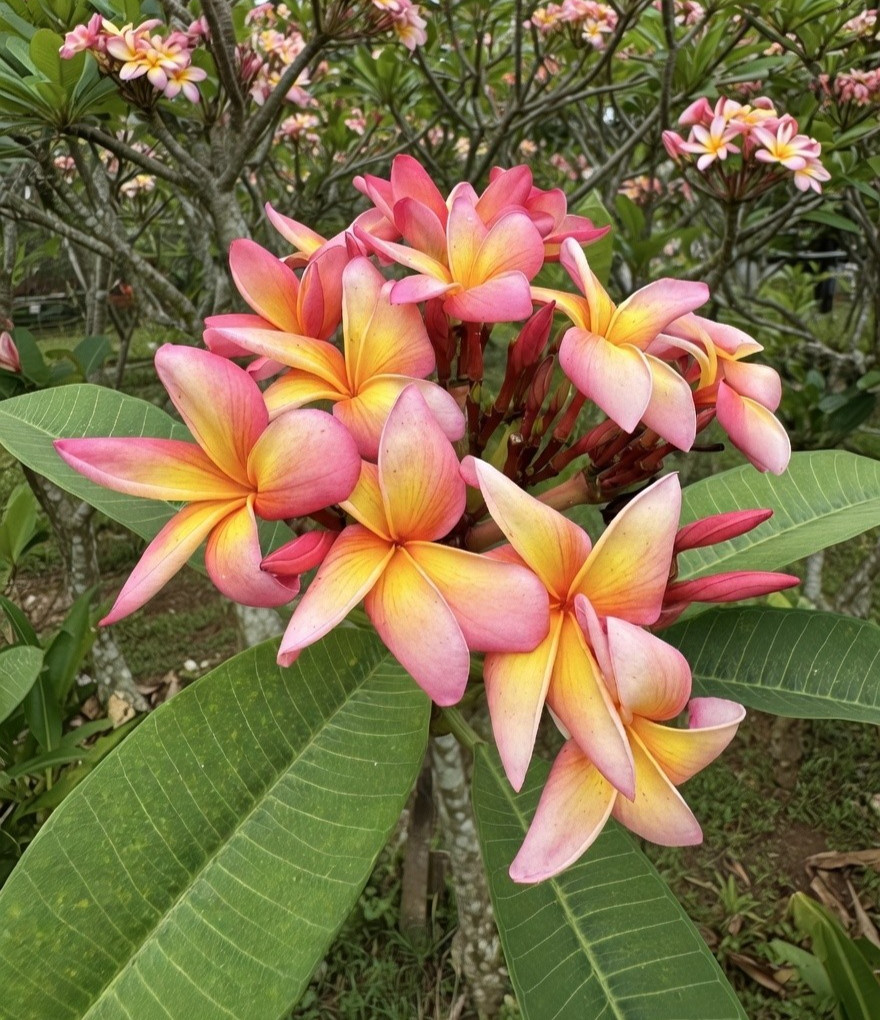 Confetti Barbados Showgirl (2 Tip) Plumeria