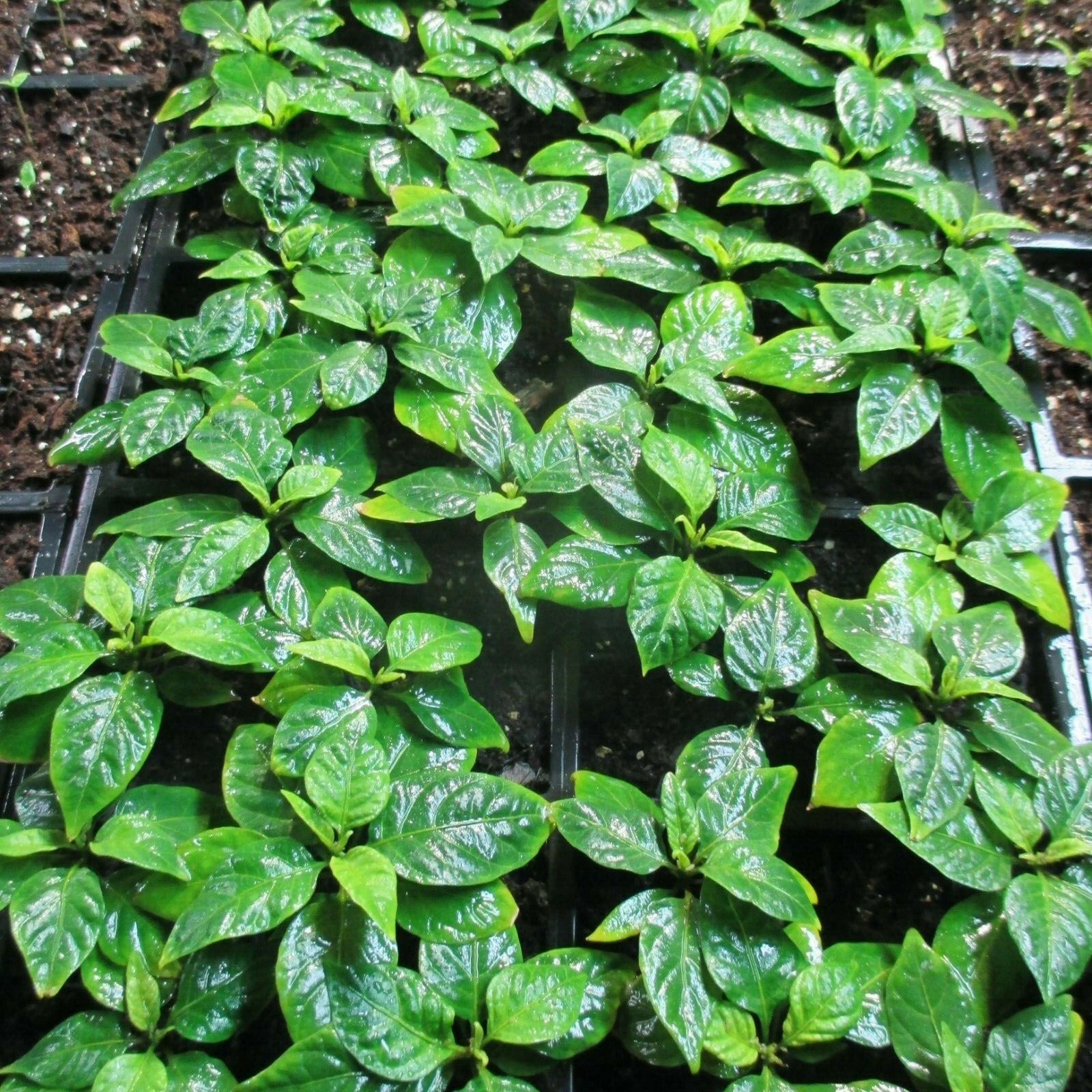 Lot of 3 (75+ DAYS OLD) CAROLINA REAPER Super Hot Pepper LIVE PLANTS