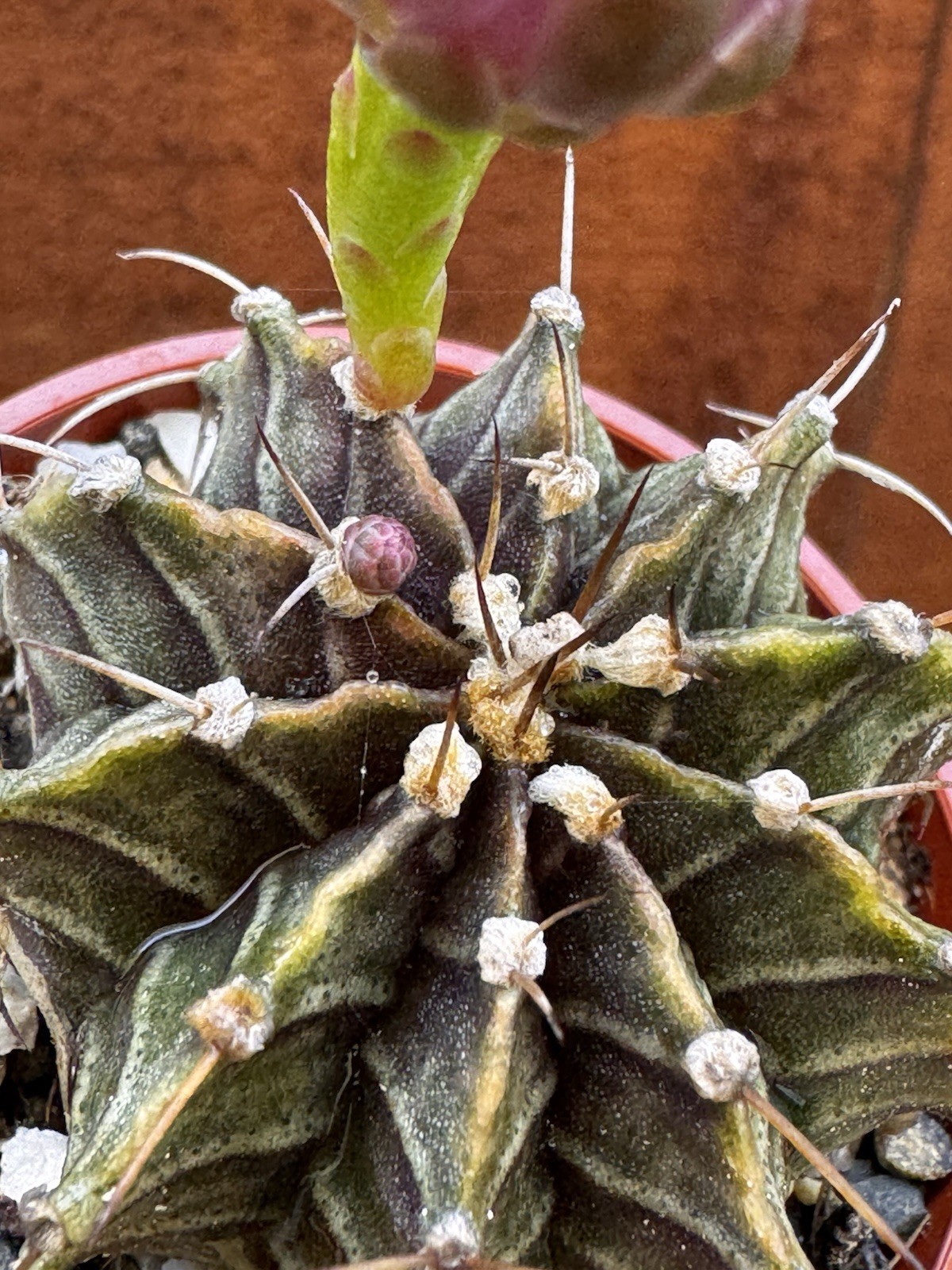 Gymnocalycium Stenopleurum Live Cactus