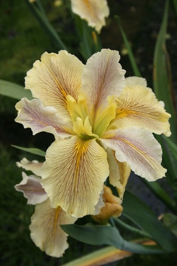 Live Louisiana Wow Factor Iris Winter Hardy Aquatic Marginal Pond/Bog Plant