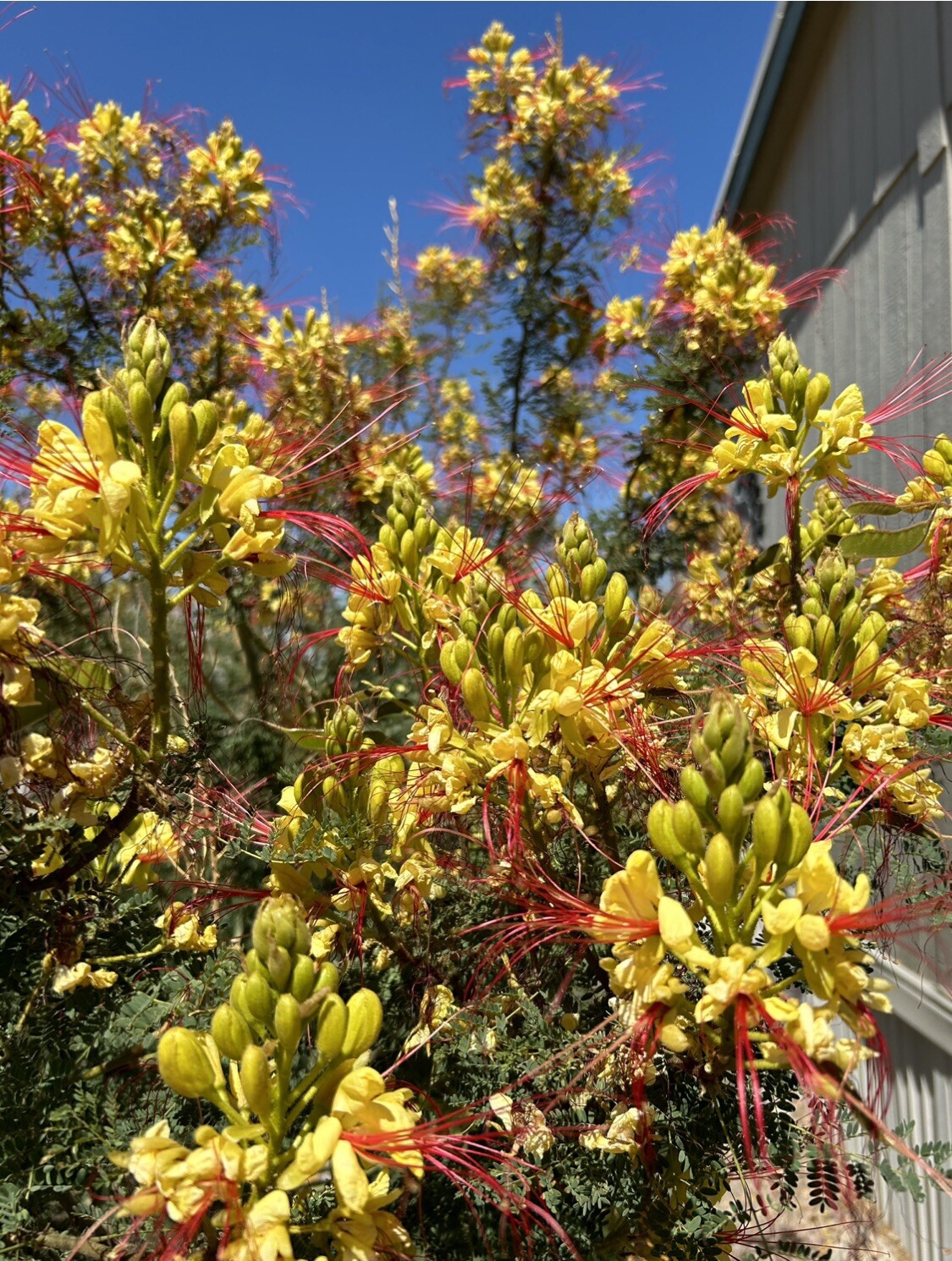 MEXICAN BIRD OF PARADISE Seed, Yellow Flowering Shrub, Home Grown, 15+ Seed