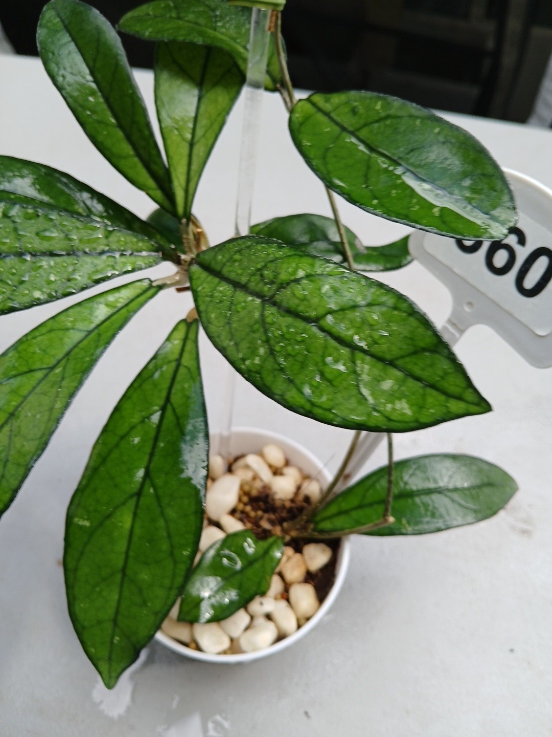#360- Hoya CRASSIPETIOLATA Green LIVE PLANT,