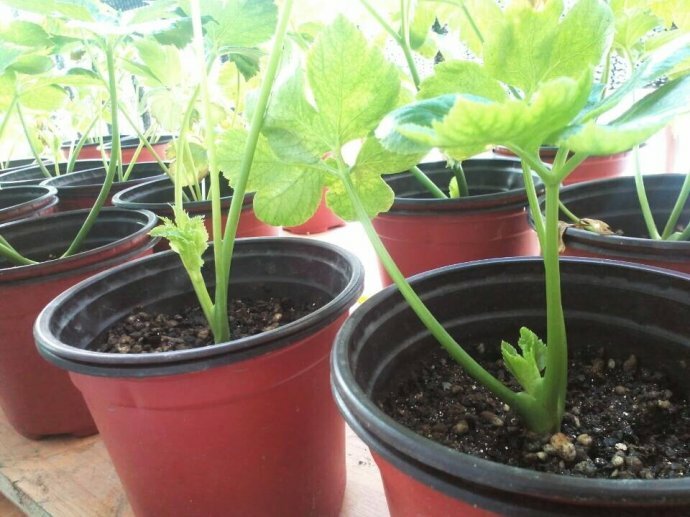 RARE✿ Heirloom Chinese Green Celery 50+ Seeds ●Cut and Grow Again