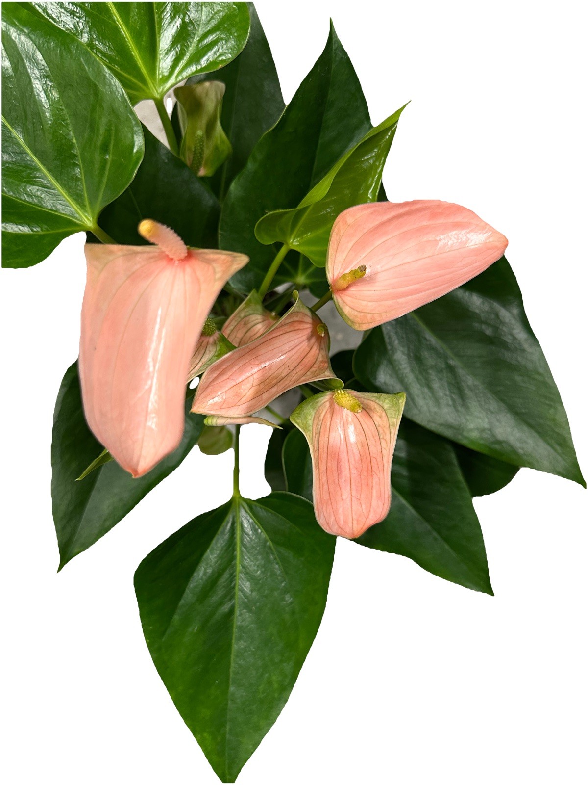 Jolie Pink Anthurium Approx. 14-16 heights in 4 inch nursery pot