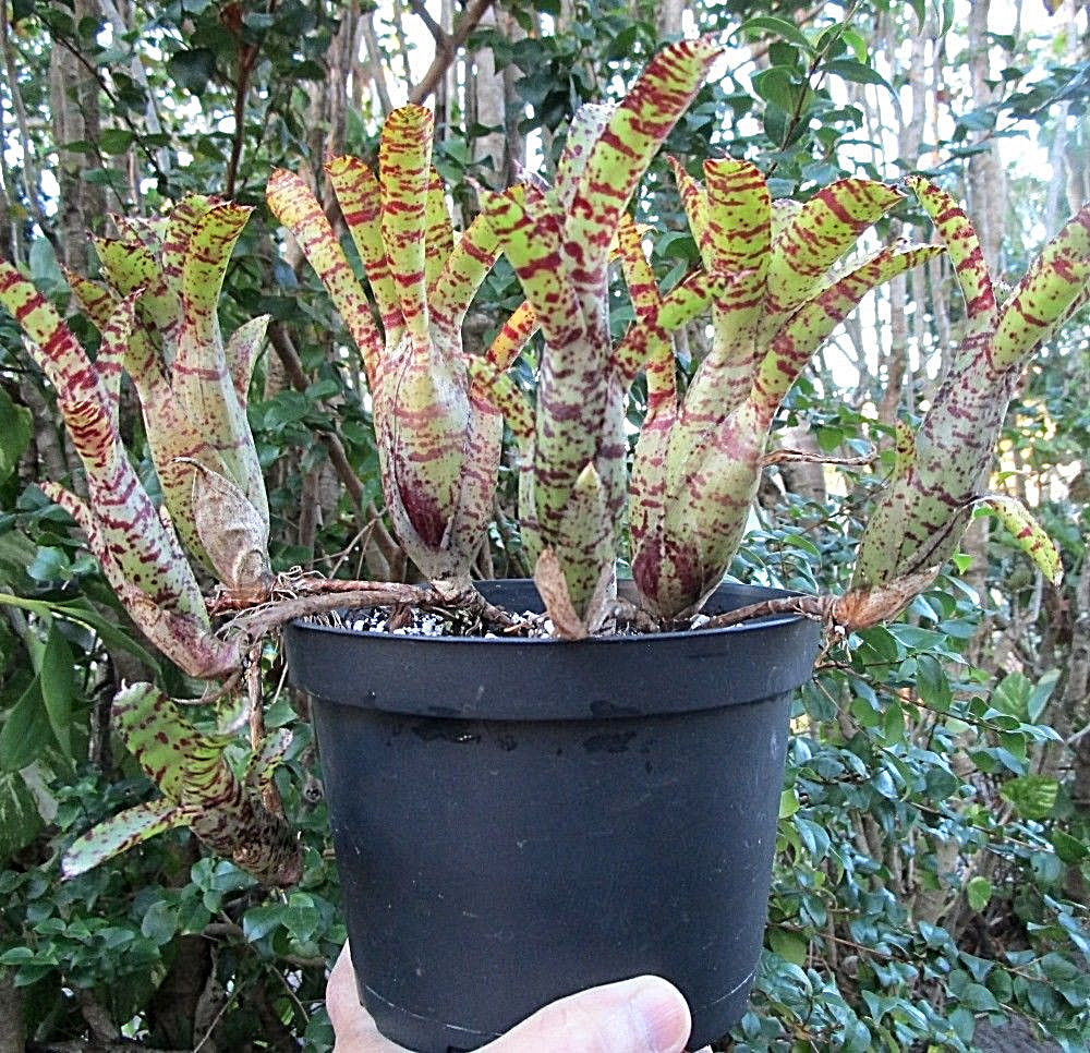 BROMELIAD Terrarium Vivarium Wholesale ULTIMATE Neoregelia 10 Pack 10 Varieties