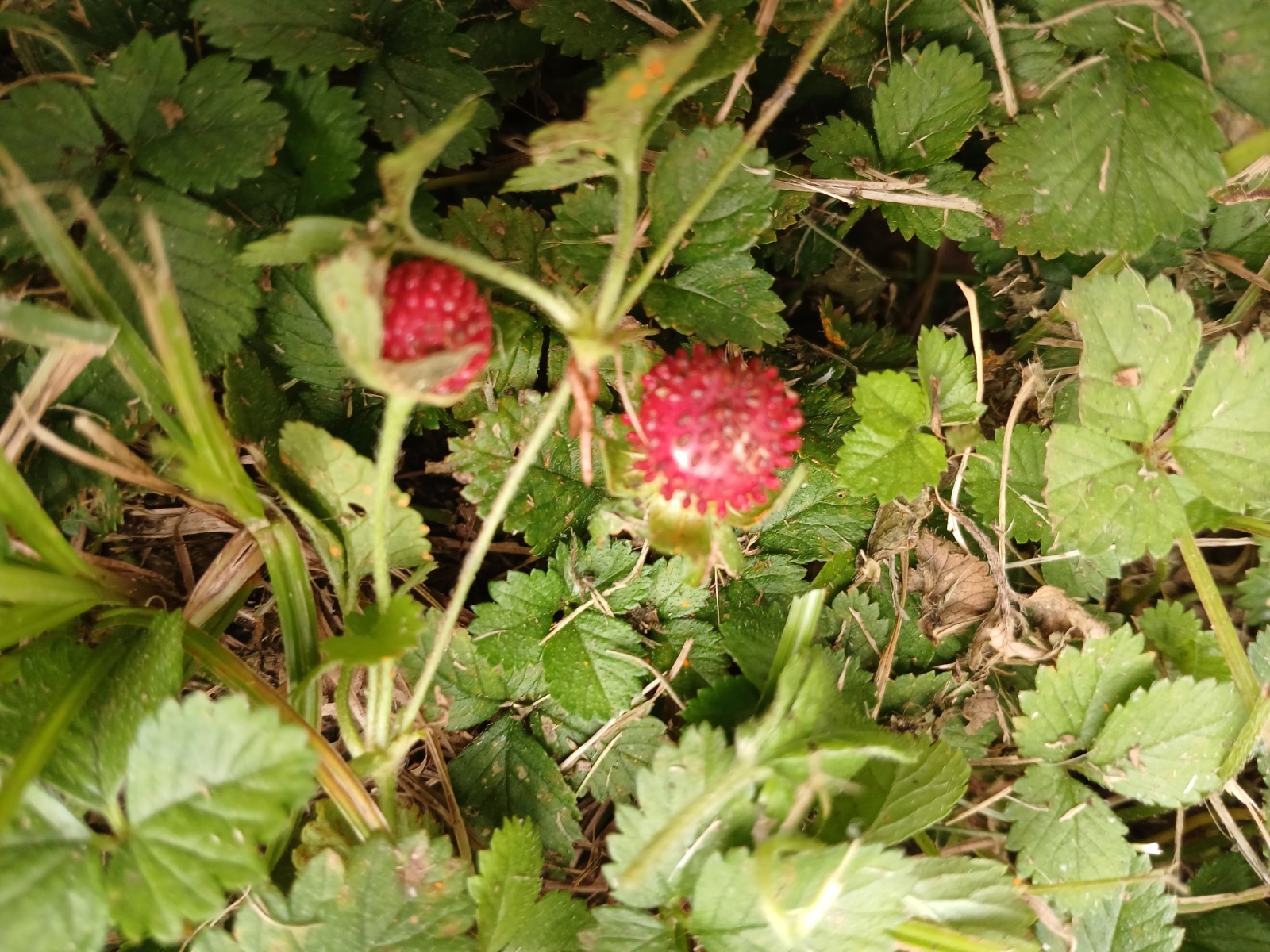 10 Live Wild Strawberry Plants Fragaria Vesca Rhizomes Perennial coverground