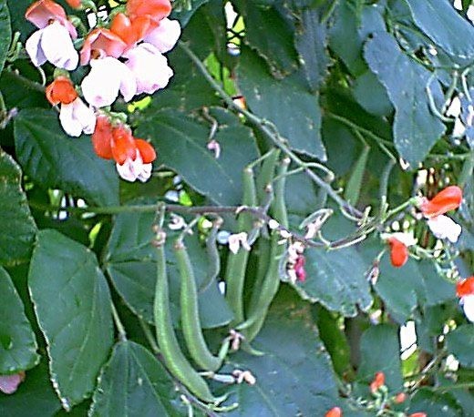 PAINTED LADY RUNNER BEANS, Heirloom, Edible & Ornamental, Red & White Blossoms