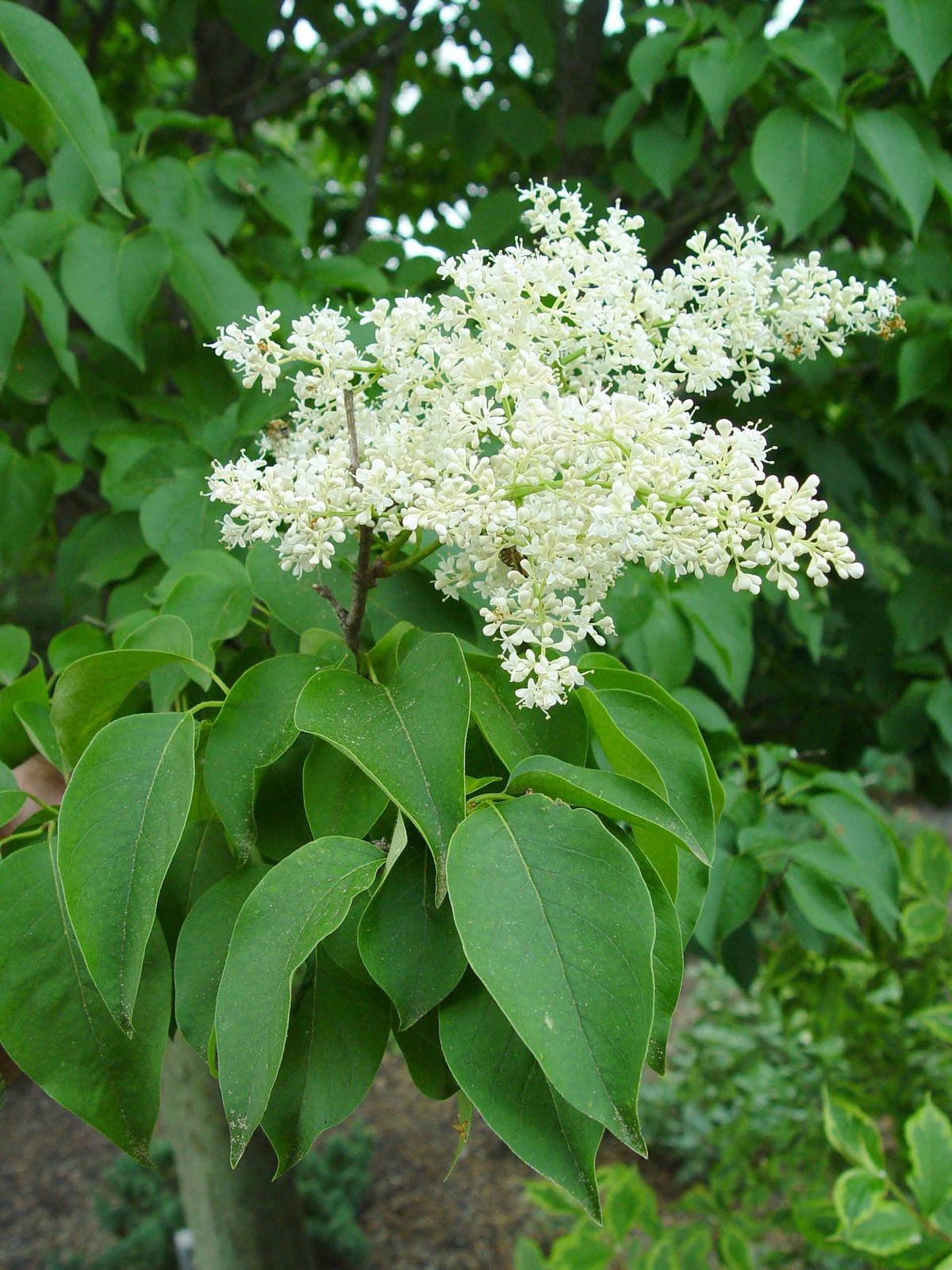 Japanese Tree Lilac, Syringa reticulata, Tree Seeds (Fast, Fragrant, Hardy)