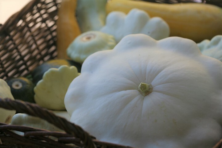 Bennings Green Tint Squash Seeds, Non GMO – Heirloom, A GARDEN FAVORITE