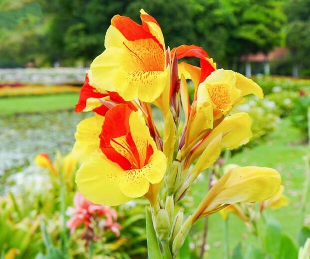 CANNA CLEOPATRA GREEN-RED LEAVES Aquatic Pond Live SUPER PRICE!! FREE SHIPPING