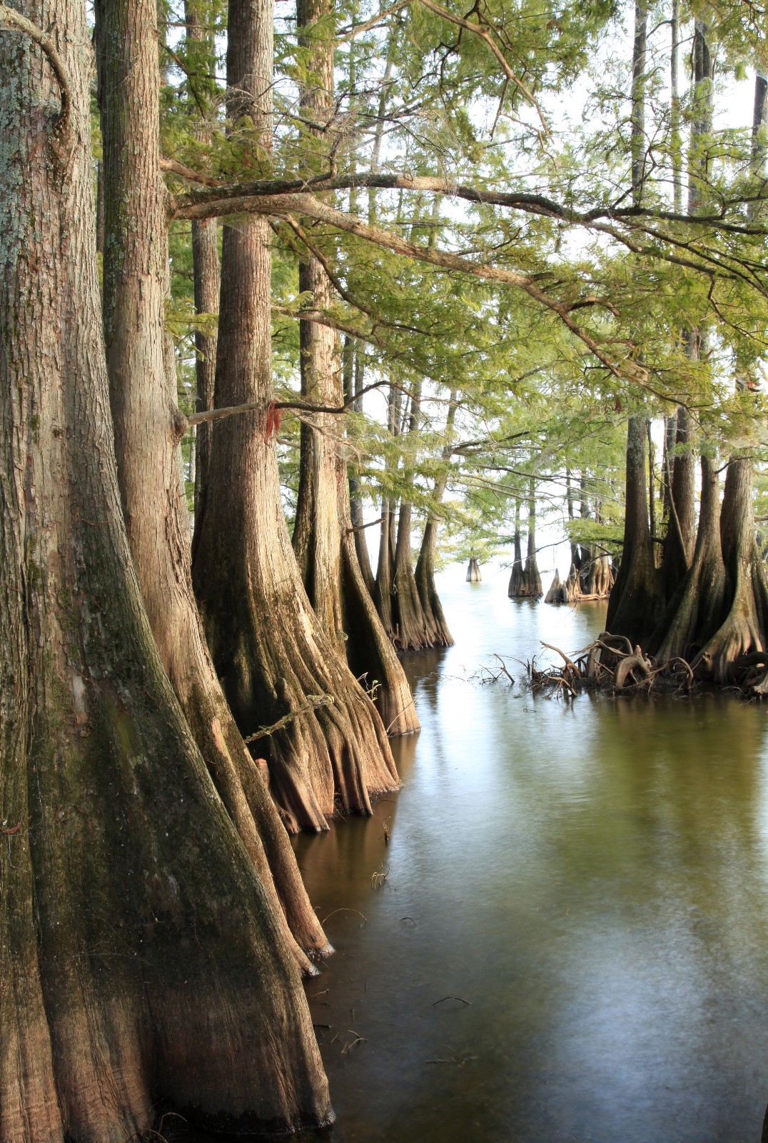 Bald Cypress Tree (Taxodium distichum) 25″ – 32″ Tall