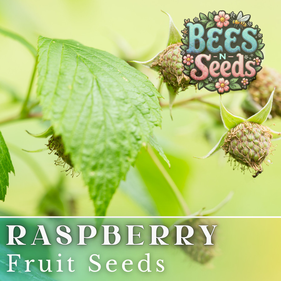 Starling Raspberry Seeds 125, 300, 750 Seeds Fruit Seeds, Non GMO, Bulk Seeds