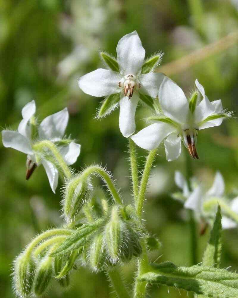 White Borage, Bianca, Starflower, Tailwort, NON-GMO, Heirloom, FREE SHIPPING
