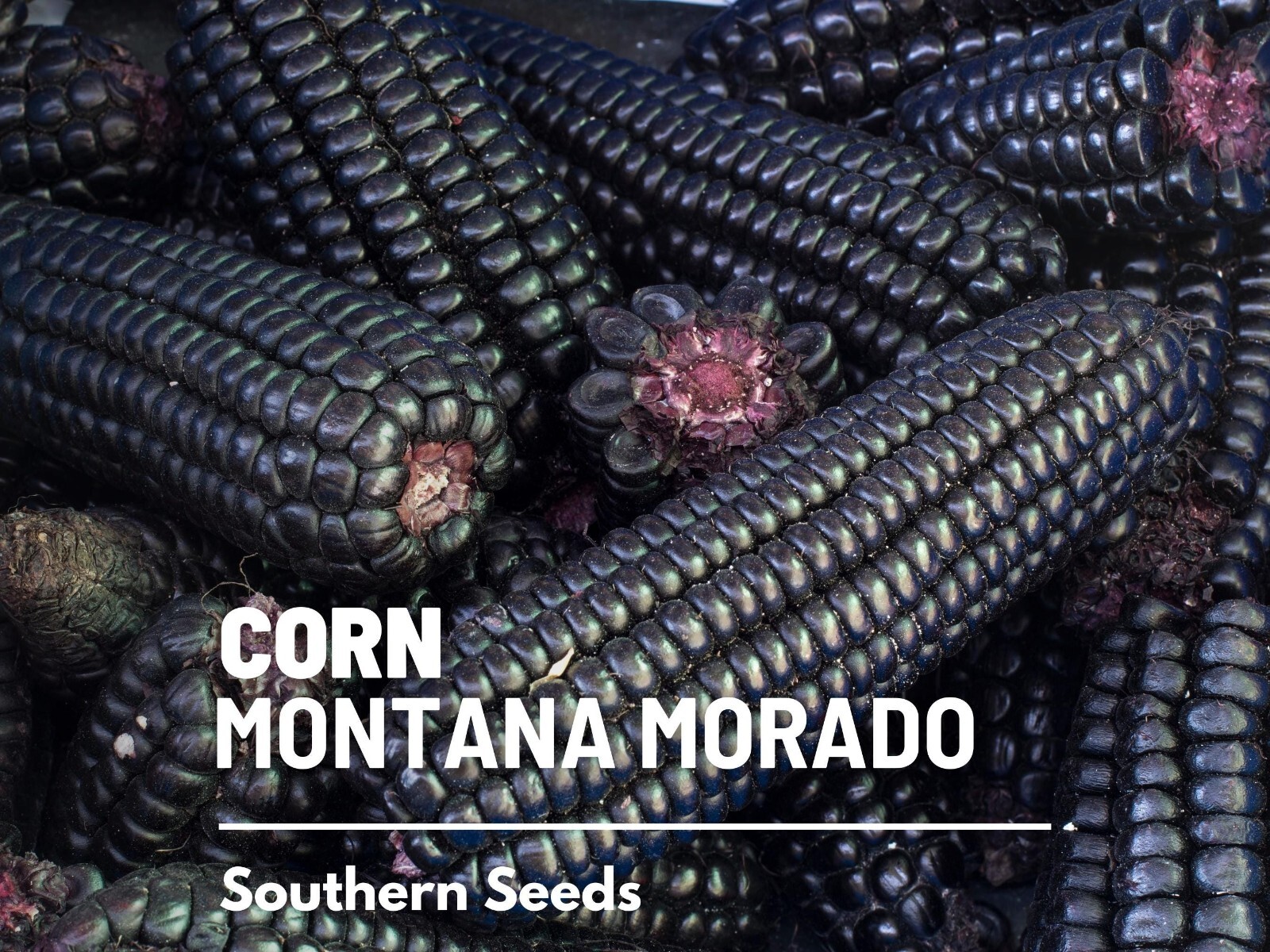 Corn, Morado Montana Maize – 25 Seeds – Heirloom Vegetable (Zea mays)