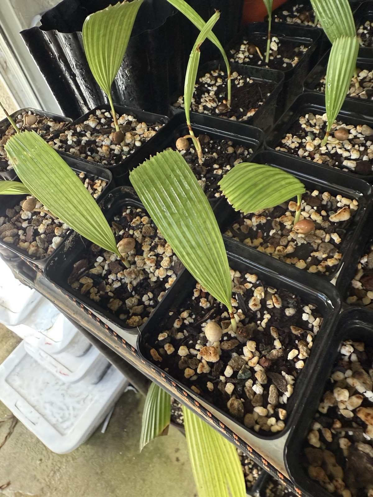 Lanonia ‘Hardy Mapu’ “Solar Eclipse” **very Rare, Recently Discovered**