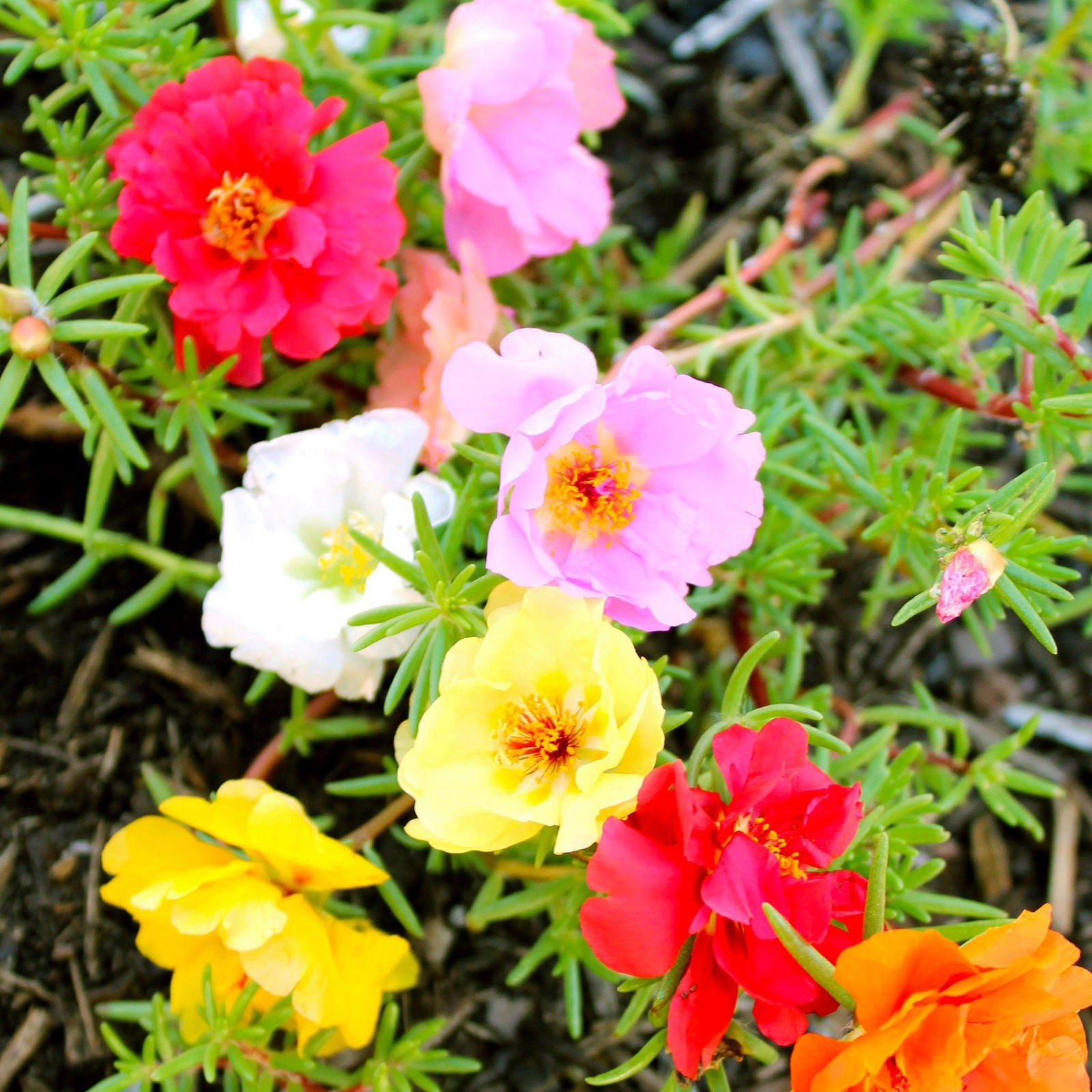 Portulaca Grandiflora, Double Moss Rose, Mix 500 Seeds Free Shipping!