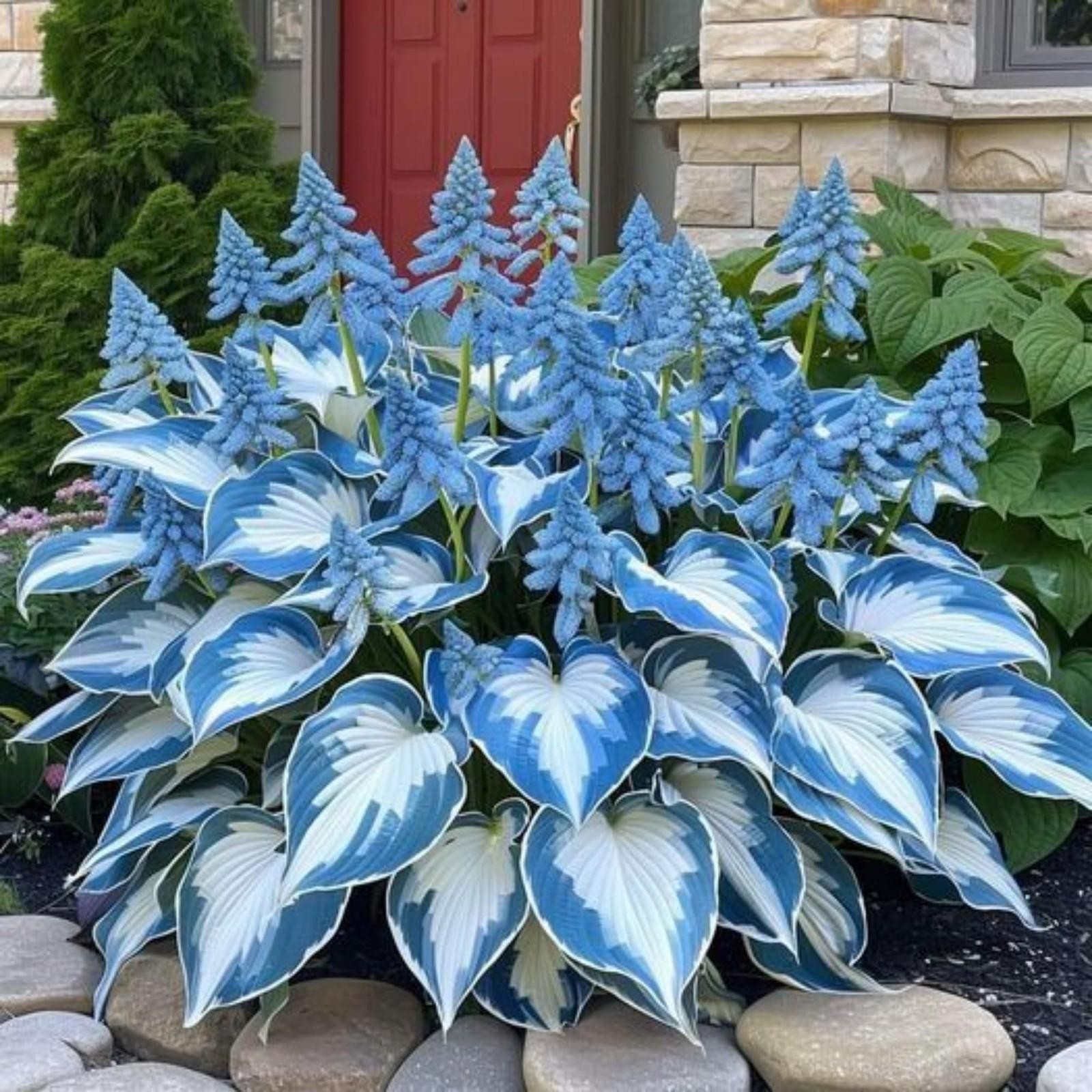 200+ Hosta Seeds Heart-shaped Hosta Bare Roots – Rich Foliage, Low Maintenance,
