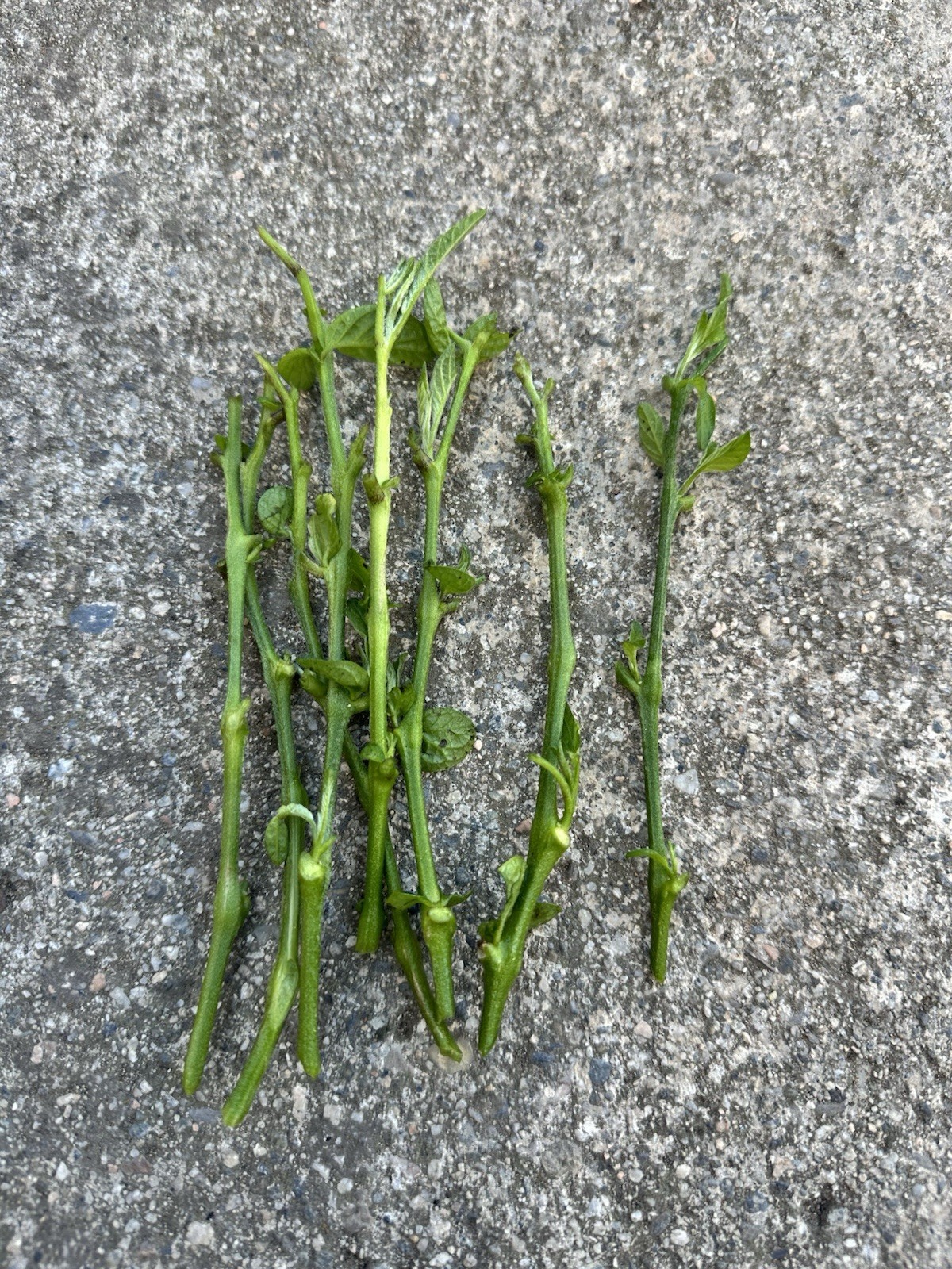 6x Pepino Melon Fruit Stem Cutting Plant