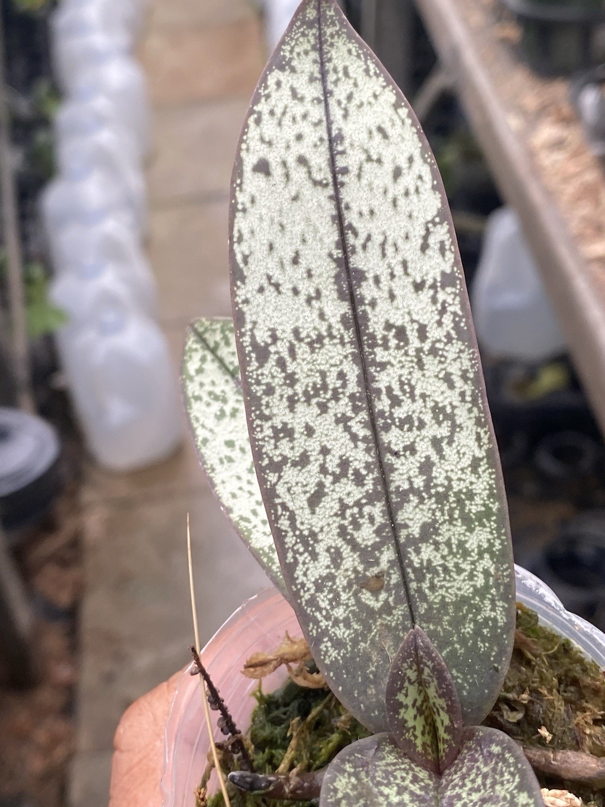 Original Phal Phalaenopsis Dttps pucherrima silver leaf-FRAGRANT
