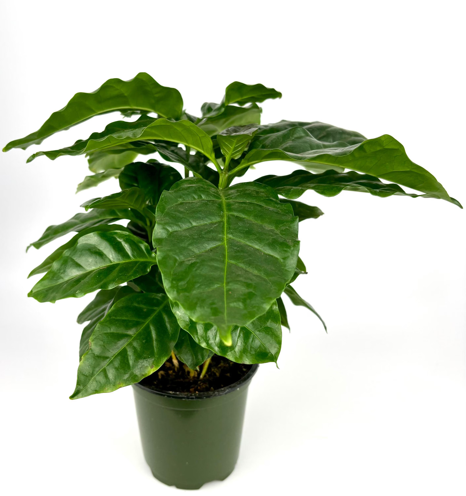 Coffee Plant Coffea Arabica Easy Air Purifying House Plants, 4″ Pot