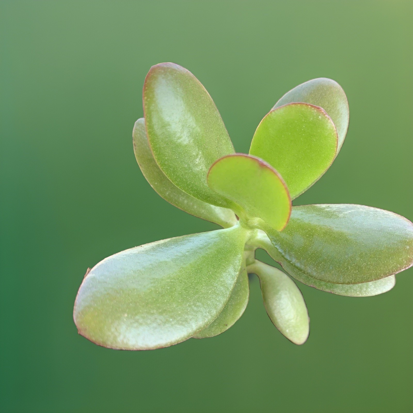 BIG ON SALE..Jade Plant Money Succulent 3″-5″ Single Plant One Branch