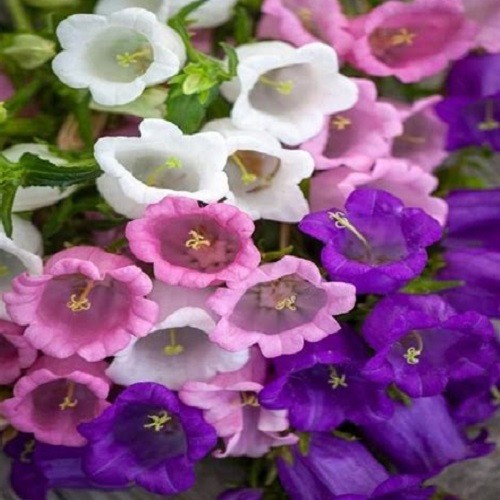 Canterbury Bells Flower Seeds Mixed Colors Campanula Cup & Saucer Vivid Flowers