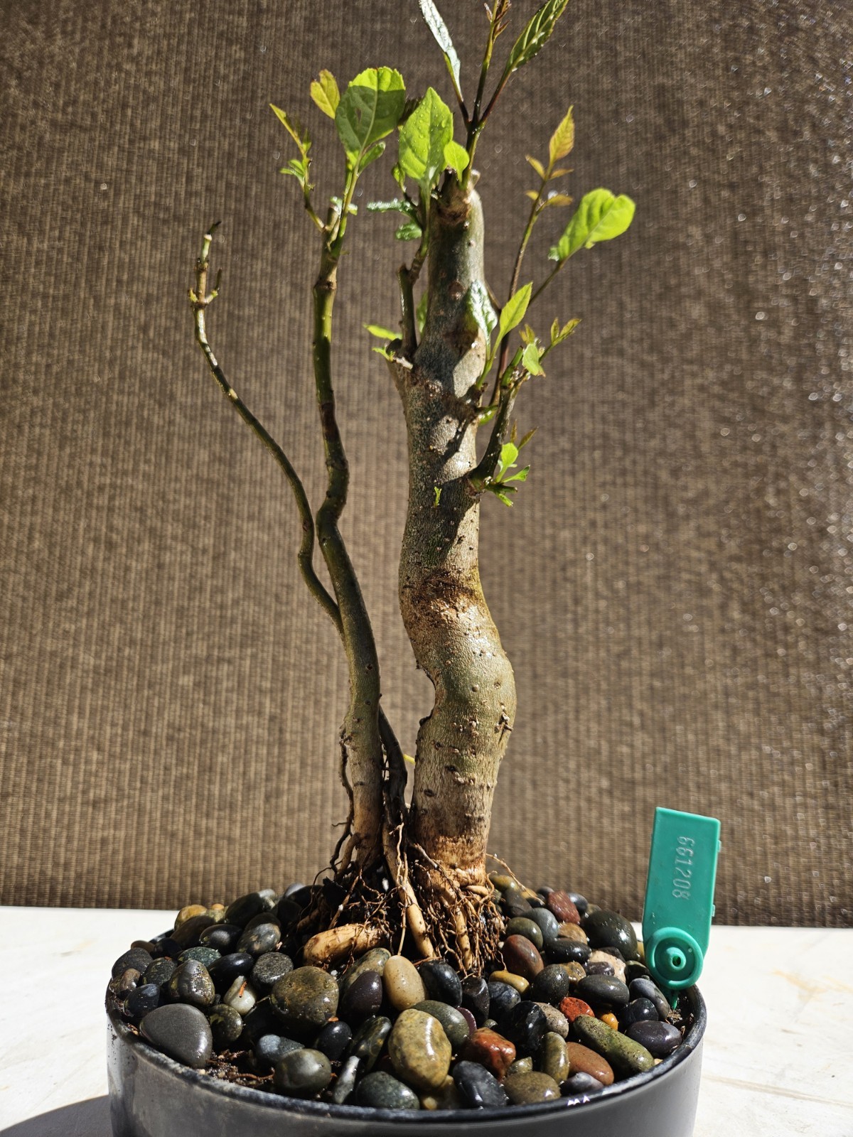 Old European Ash Bonsai Tree,,, SALE