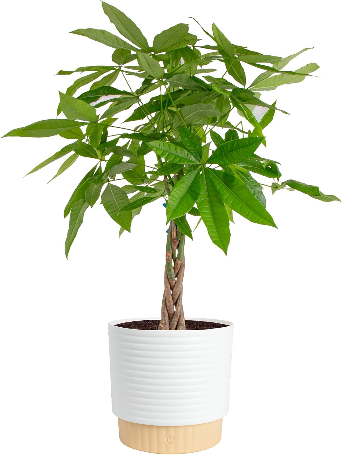 Costa Farms Live Money Tree (Pachira Aquatica), 3-4 Feet Tall, Large Indoor Plan