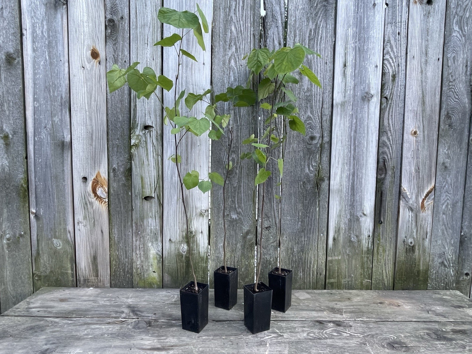 Red Bud trees (4pack) 2-3 yrs old (Cercis Canadensis) 28”-32” READY TO PLANT!