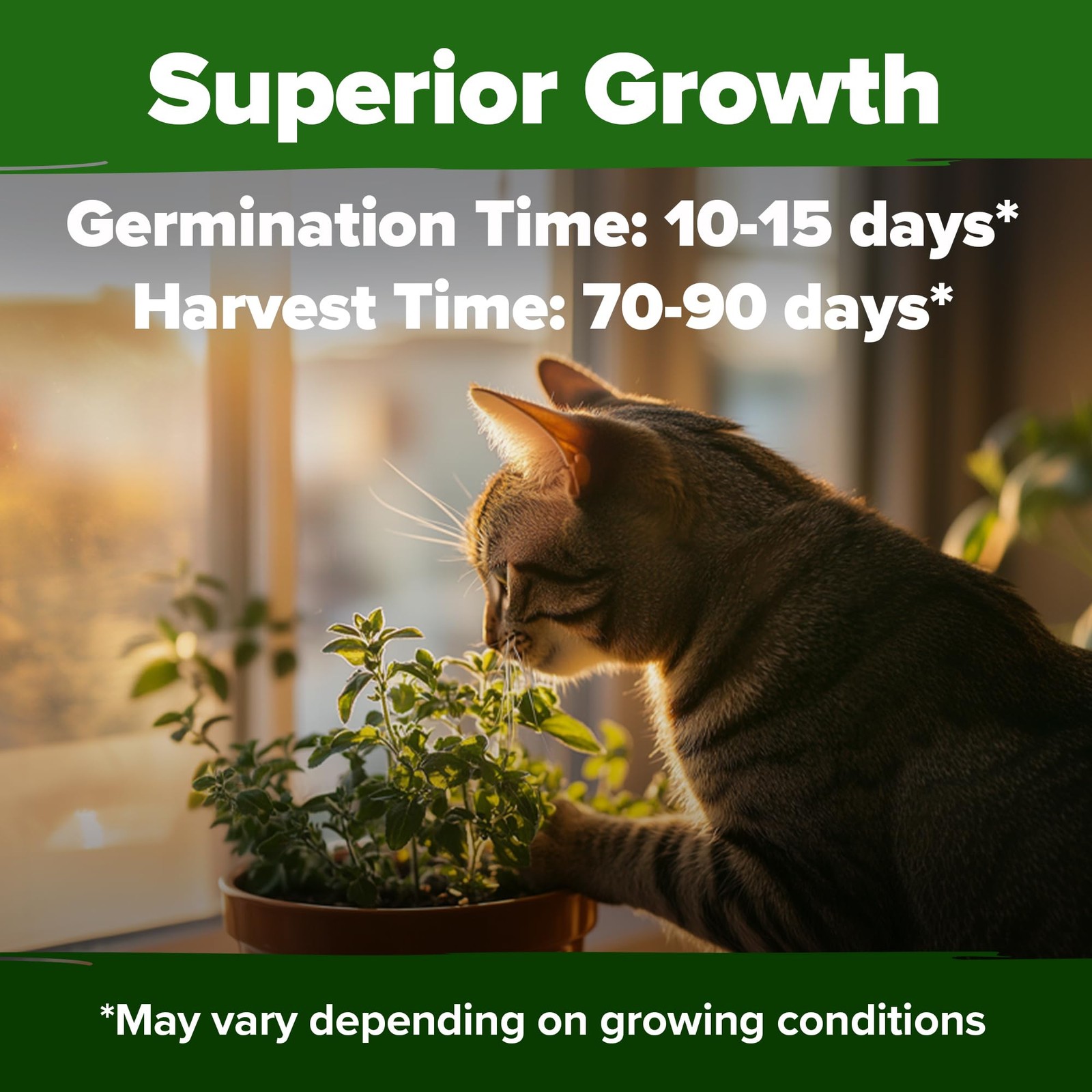 Home Grown Non-gmo Catnip Seeds Bulk Pack | Heirloom Herb 2,116 Seeds