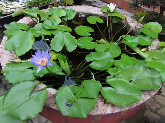 Nymphaea Nouchali 15 Seeds, Fragrant Blue Water Lily, Aquatic Star Lotus, USA