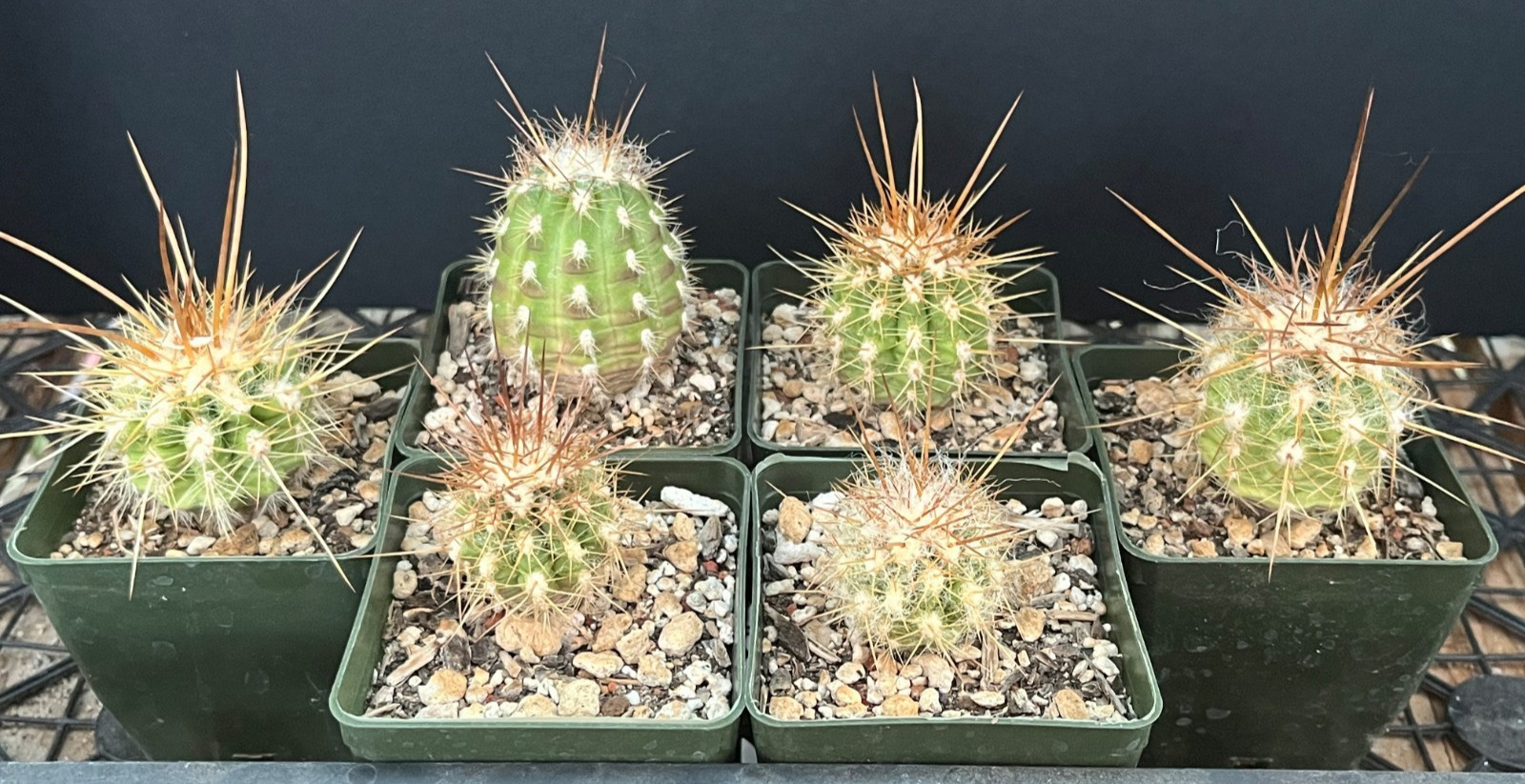 Oreocereus variicolor KK887 locality UNIQUE PHENOTYPES Rare Cactus Seed-Grown