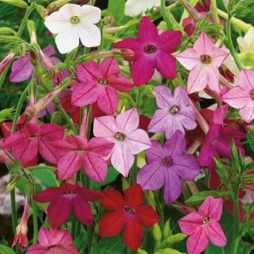 10,000 Jasmine Tobacco Sensation Fragrant Flowering Seed Mix Nicotiana Alata