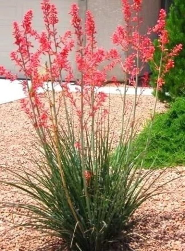 (1) 5″-8″ HIGH RED YUCCA 2 YEAR OLD SEEDLING BARE ROOT Last 5 Pics ACTUAL PLANT