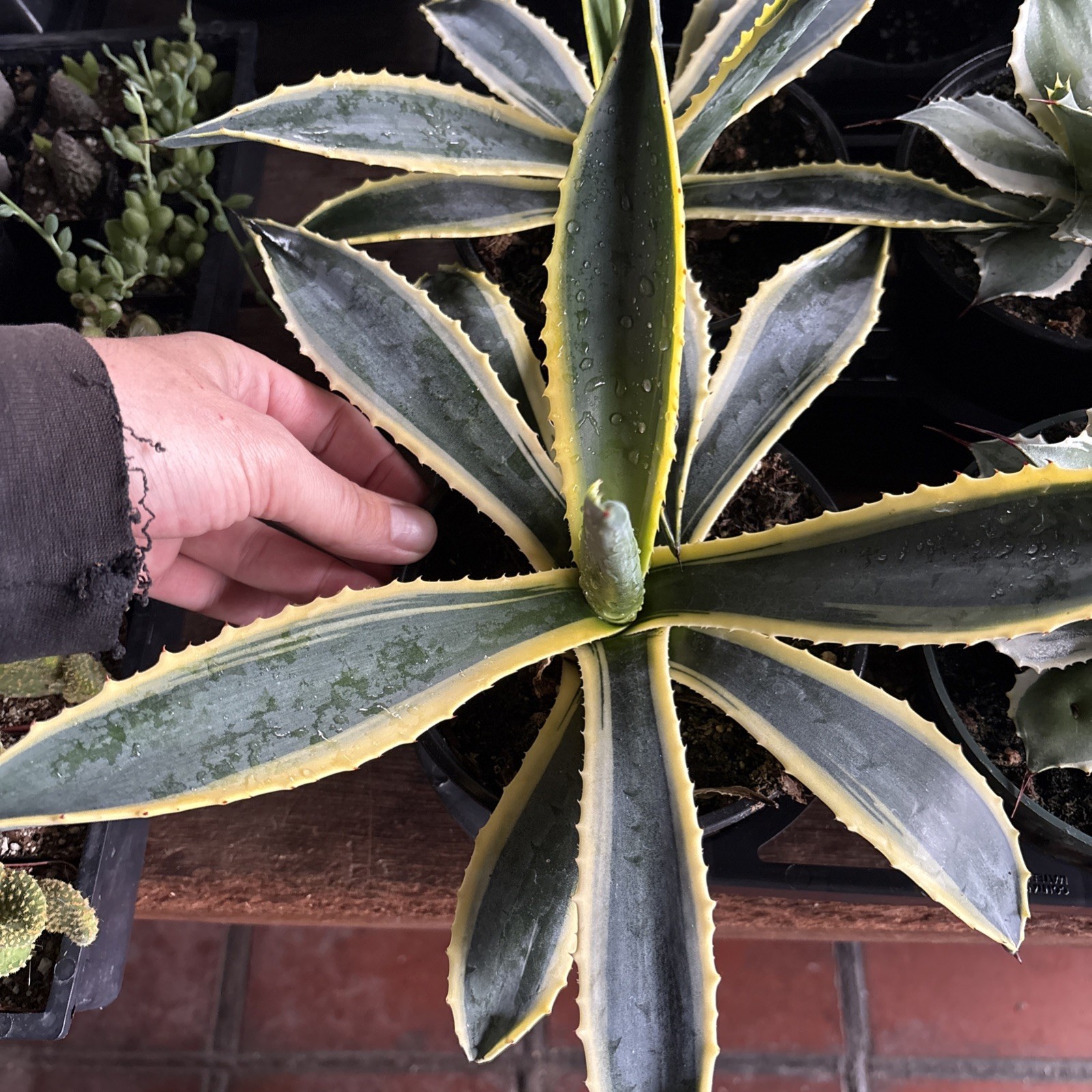 Agave cornelius Starlight 6 in pot