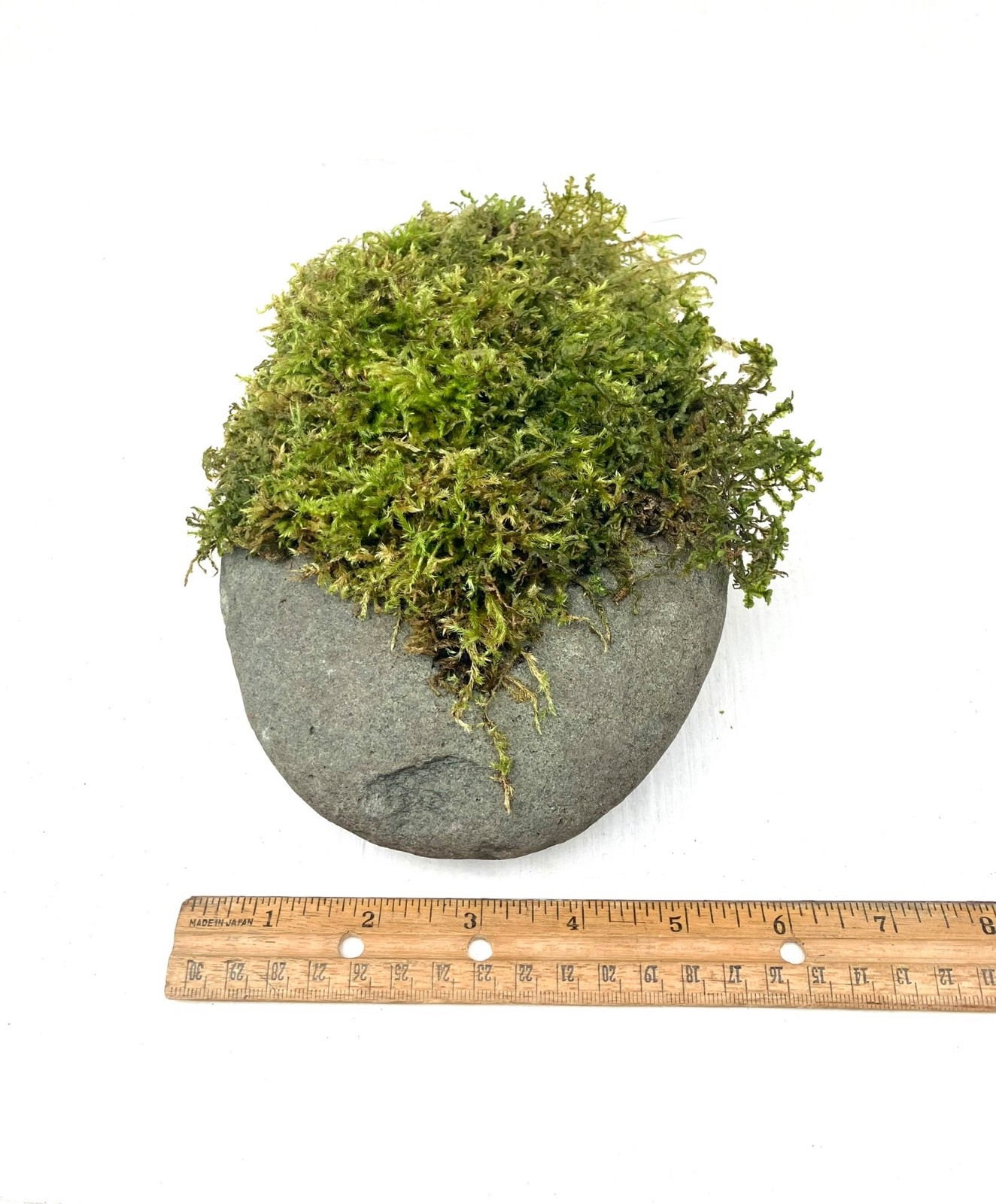 7 lb Living Moss Covered River Rock Terrarium Vivarium Fairy garden Aquascapes