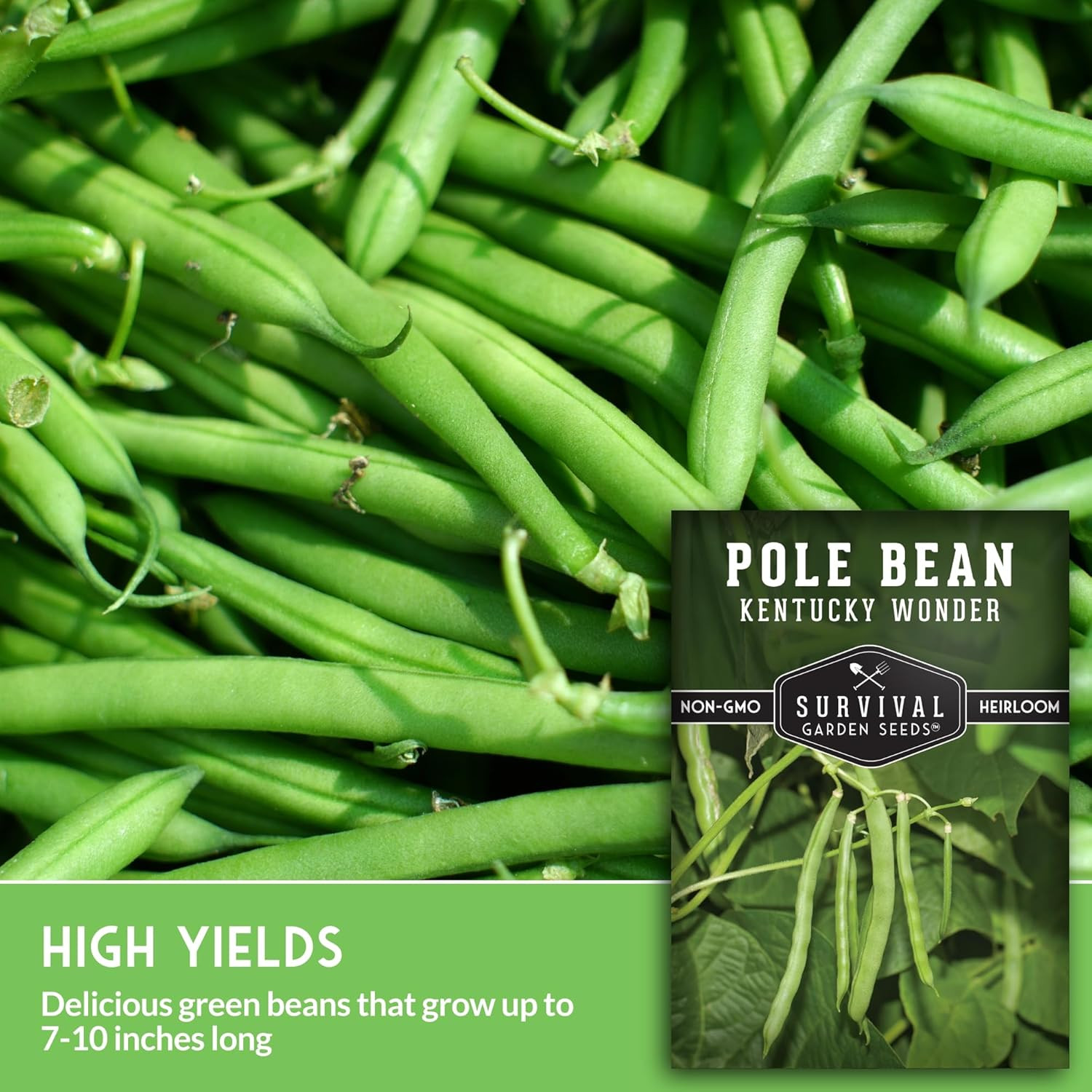 Kentucky Wonder Pole Bean Seeds for Planting – Heirloom Climbing Green Beans