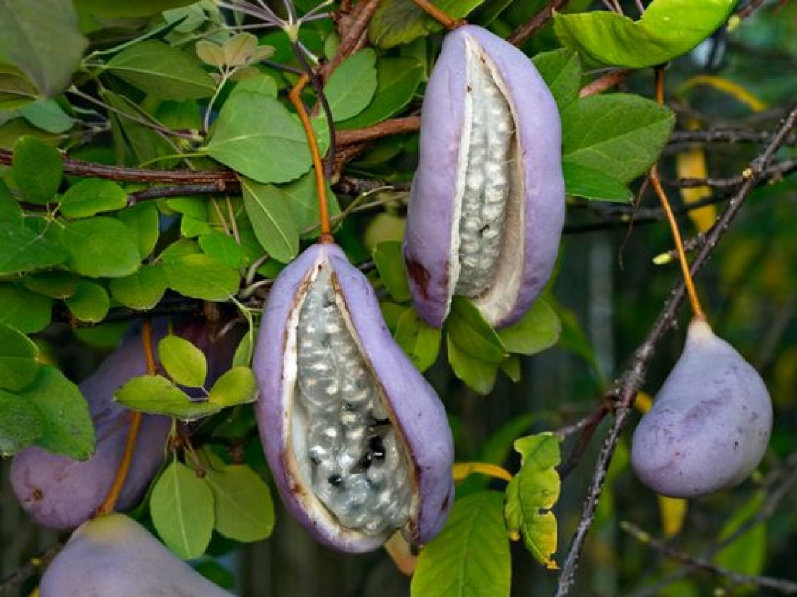 Chocolate Vine {Akebia quinata} ‘Purple Bouquet’ | Edible 5 seeds Free Shipping!