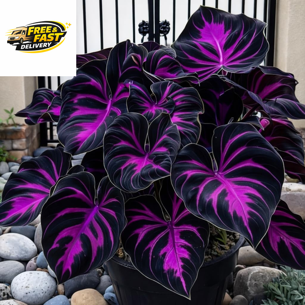 308 Hosta Seeds for Planting – Rare Perennial Shade Plants, Lush Heart-Shaped Fo