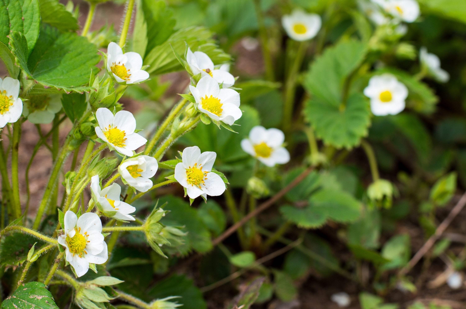 100 ALPINE STRAWBERRY Fragaria Vesca Red Fruit White Flower Seeds *Flat S/H