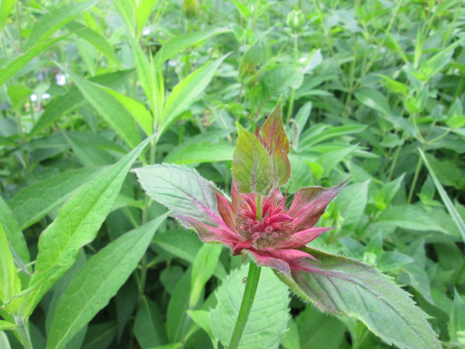 8 Live mixed color monarda bee balm PLANT Bergamot Perennial Butterfly 3-9